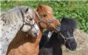 Veranstaltungsbild SG SÖGEL / STAVERN / Rund um‘s Pony